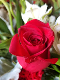 Check spelling or type a new query. What Are The Best Flowers To Give On Valentine S Day Rural Mom