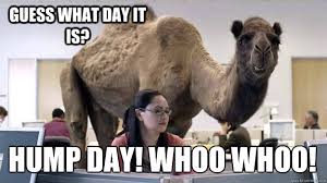 Rose Guess What Day It Is Hump Day Woot Woot Hump Day Camel Quickmeme