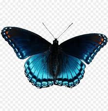 The most comprehensive image search on the web. Butterflies Clipart Realistic Clip Art Realistic Butterfly Png Image With Transparent Background Toppng