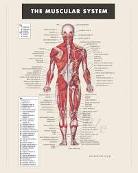 1024 x 538 jpeg 94 кб. Digital Print Instant Download Muscular System Anatomy Doctor Physical Therapist Art In 2021 Human Body Anatomy Muscular System Anatomy Human Body Muscles