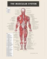 Knowing muscle names and their functions will help you to choose the right exercises, practice proper form, and better connect with and target your muscles. 57 Names Of Muscles Ideas Muscle Anatomy Anatomy And Physiology Human Anatomy