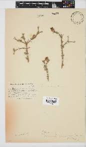 Image result for Nicolasia stenoptera