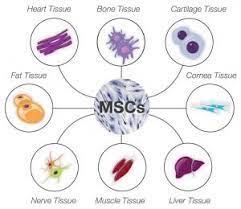 Animal stem cell therapy involves usage of animal's stem cell for the treatment of a certain disease or disorder. Faq About Stem Cells Animal Stem Cells Questions And Answers Medrego
