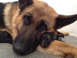 Image result for mother dogs