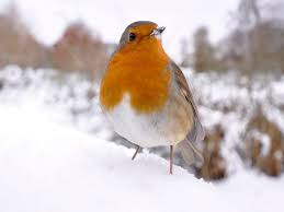 Check spelling or type a new query. Zaryanki Ili Malinovki Yarkie Pevchie Pticy Enciklopediya Zhivotnyh