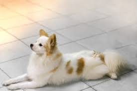 We did not find results for: 20 Pomeranian Mixes With Pictures Pet Keen