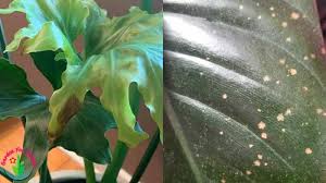 Ideally, water flows from plant roots through stems and waterways until it finally reaches leaf tips last. Philodendron Brown Spots On Leaves Causes Solutions And Prevention Garden For Indoor