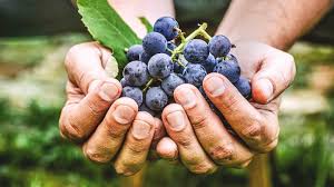 「resveratrol」の画像検索結果