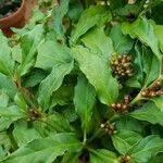 Image result for Mitriostigma axillare