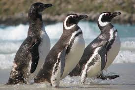 Types Of Penguins The Definitive List