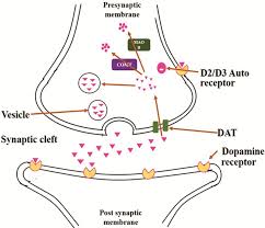 Image result for Synandrodaphne