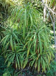 Image result for Murdannia stricta