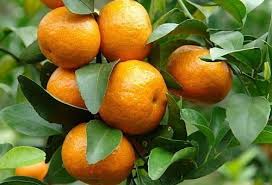 Image result for Citrus reticulata