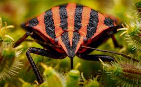 Rivers desnuda pictures