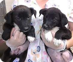 If you are looking to adopt a puppy or buy a dog, but haven't settled on a breed take a look here! Richmond Va Labrador Retriever Meet Lab Mix Puppies A Pet For Adoption