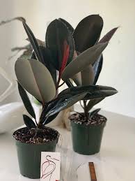Image result for F kus Ficus