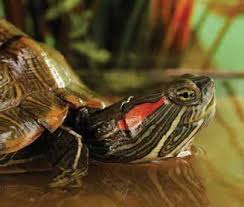 See full list on everythingreptiles.com Red Eared Slider Care Sheet Petco