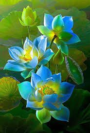 Many kinds of roses (rosa spp.) exist, but the hybrid tea rose is especially notable for its flowers carried on long, stiff stems, with the plant varying in height. Popular Different Kinds Of Flowers 656x960 Download Hd Wallpaper Wallpapertip