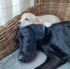 Michigan labrador retriever puppies, focus: 7 Best Labrador Retriever Breeders In Michigan 2021 We Love Doodles
