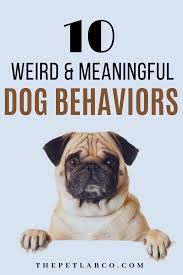 10 Weird Dog Behaviors And Their Meaning In 2020 Dog Behavior Dog Yawning Cute Dog Collars