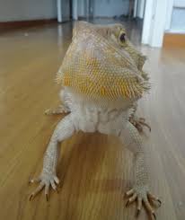 This mutual bond between pets and their owners is something very special. Bearded Dragons Is An Excellent Option For Reptile Hobbyists Who Like To Give Pets More Than Just Food A Baby Bearded Dragon Bearded Dragon Bearded Dragon Care
