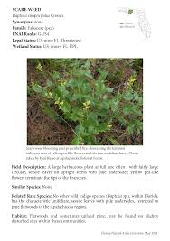 Image result for Indigofera simplicifolia
