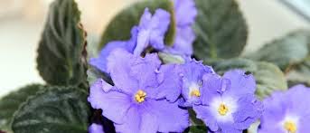 Sedum blue pearl | k. Hzfgzrdp O Sem