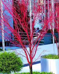 We did not find results for: Japanese Maples And Evergreens Store Online Shopping In United Arab Emirates At Desertcart Ae