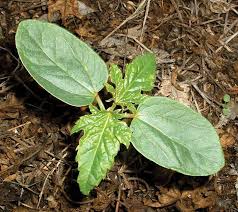 Cotyledons - How To Pronounce It? Cotyledons Meaning And Pronunciation! -  Youtube