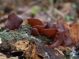 Check spelling or type a new query. Tips Information About Fungus Lichen Gardening Know How