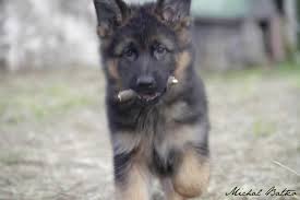 Join millions of people using oodle to find puppies for adoption, dog and puppy listings, and german shepherd puppies from championship bloodlines. Small Select Breeder Producing Strong Sound And Healthy Dogs From German Bloodlines For Family Show German Shepherd Puppies German Shepherd Breeders Breeders