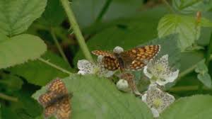 Sod and lawn grass supply boise idaho. Rare Butterflies Found Living In Victory Wood Itv News Meridian