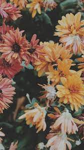 49 Besten Ideen Uber Floral Phone Wallpaper Fur Frauen Und Madchen Seite 8 Flower Background Wallpaper Iphone Wallpaper Landscape Backgrounds Phone Wallpapers