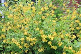 Ou planter un citronnier : 12 Arbustes Parfumes Pour Un Jardin Odorant Toute L Annee Promesse De Fleurs