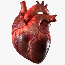 ¡¡descubre episodios nuevos con frecuencia y conviértete en la chica más. Modelo 3d Anatomia Del Corazon Humano Turbosquid 1283134