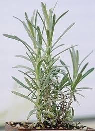 Image result for Helichrysum graniticola