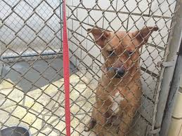 Why go to a dog. Pets Available For Adoption At Nicholas Pet Haven S Bake Sale Saturday Local News Tylerpaper Com