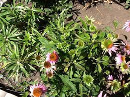 Pin On Aster Yellow