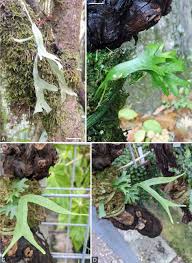 Image result for Pleopeltis  × simiana