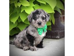 Labradoodle dog breeders, f1b labradoodles&goldendoodles,call for next available puppies, mazin labradoodles, log cabin labradoodles miracle ranch labradoodles breeds australian labradoodle & multigenerational labradoodle puppies. Mini Labradoodle 2nd Gen Dog Male Blue Merle 2140435 Petland Racine Wi