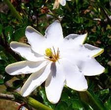 There seems to be a problem serving the request at this time. Gardenia Thunbergia Pb6 5 30 40