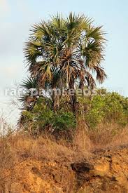 Image result for Hyphaene