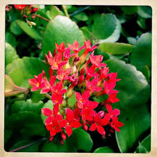 Organic Red Flaming Katy Kalanchoe By Dirtandloveetsy On Etsy 7 00 Beautiful Flowers Etsy Flowers