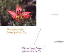 Dicots tend to have flower parts in multiples of 4 or 5. 4 Eudicots The Largest Group Ppt Download