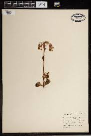 Image result for Kalanchoe hametiorum