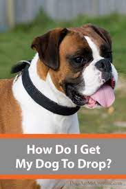 Teach Your Dog To Drop This Is The First Step For Many Training Exercises Dogs Your Dog How Do I Get