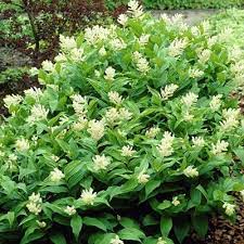 Solomon S Plume Seeds Wildflower Seeds Gardening Under Trees Garden Shrubs