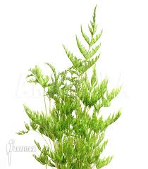 Image result for Pteris dentata