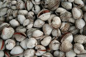 Kerang mungkin tidak banyak ditemui seperti udang dan cumi. Kerang Wikipedia Bahasa Indonesia Ensiklopedia Bebas