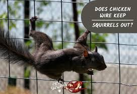 In general, squirrels will tend to eat these plants first: Does Chicken Wire Keep Squirrels Out Of Gardens Pest Samurai